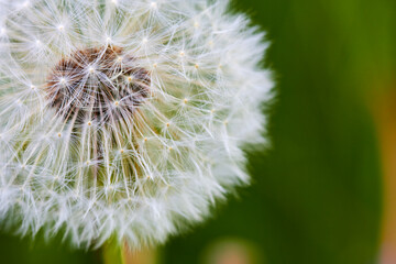 Pusteblume auf einer Wiese