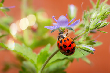 ladybug on a flower