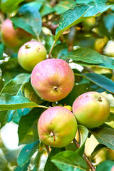 Apples growing on a tree branch in a sustainable orchard on a sunny day outside. Bunch of ripe sweet fruit cultivated for picking and harvest. Fresh and organic produce growing in a thriving garden