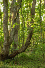 Big trees in a green forest in spring. Old textured tree trunks in a secluded jungle surrounded by lots of lush greenery, leaves and plants. Beautiful mysterious woods in nature