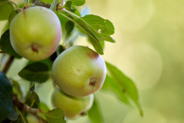 Copy space with a closeup of raw green apples on a tree in an orchard on a sunny day. Fresh and organic grown apples on a branch with leaves on a sustainable fruit farm. Ripe and ready for harvest.