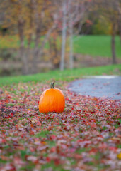 autumn leaves on the ground