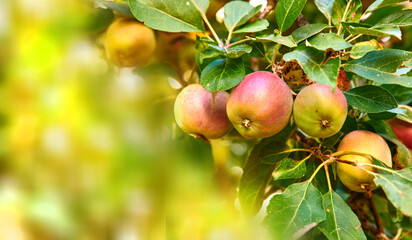 Copyspace with fresh red apples growing on trees for harvest in a sustainable orchard outdoors on sunny day. Juicy nutritious and ripe produce growing seasonally and organically on a fruit farm