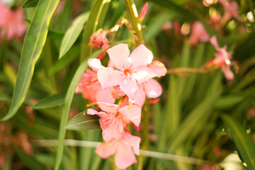 Beautiful pink oleander flowers on blur green leaves background