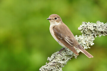 European pied flycatcher (Ficedula hypoleuca) female sitting on a branch.