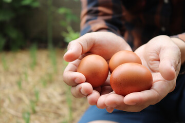Fresh organic eggs on the hands of farmers.