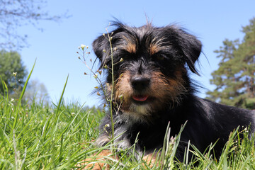 Brzydki szary domowy pies na trawie na wsi. 