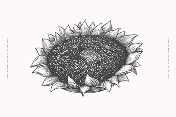 Hand-drawn sunflower inflorescence in engraving style. Vintage botanical image of a garden plant for a floral background. Vector illustration for shop design, packaging, postcards, books.