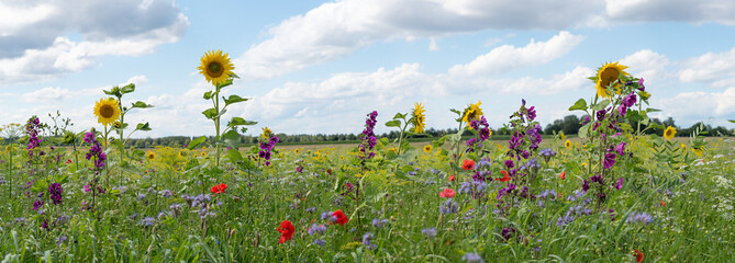 field with variety of bee-friendly flowers, blue sky with clouds