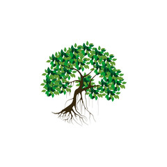 Obraz premium tree and roots vector illustrations, mangrove tree