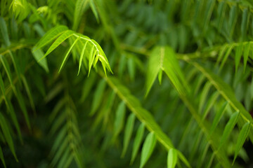 Tropical green leaves fresh blur background.