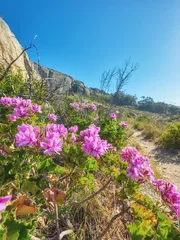Tableaux sur verre Montagne de la Table Pink wild flowers beside a hiking trail on a sunny day in Cape Town in summer. Bright malva blossoms growing on Table Mountain walking path in South Africa. Indigenous nature in a national park.