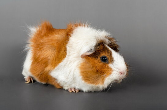 Guinea pig rosette on a gray background. cute rodent guinea pig