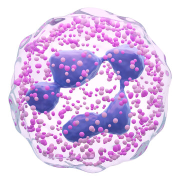 Neutrophil . Polymorphonuclear ( PMN ) . White blood cells with transparency membrane and Multinucleus and many granule . Isolated white background . 3D render .