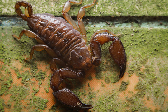 Close up african scorpion. 