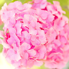 Close up light pink hortensia fresh flowers.