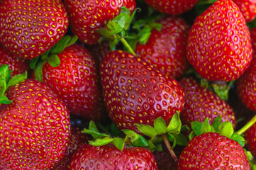 Red juicy strawberries close up
