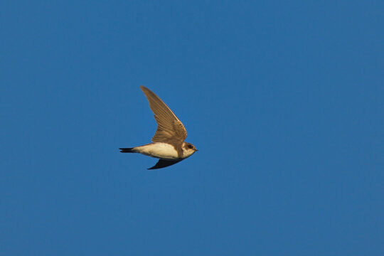 Sand martin or bank swallow (Riparia riparia) flying in the blue sky.