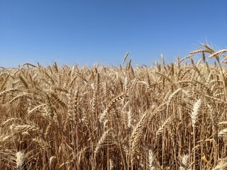 field of wheat