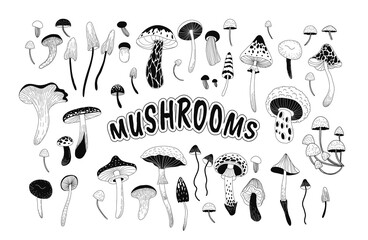 Set of various mystical mushrooms. Hippie magic boho wall art background. Psychedelic vector illustration. Magic and boho texture. Hand drawn style