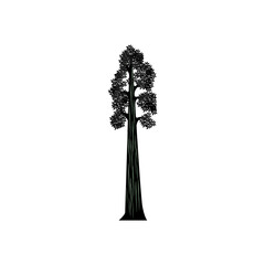 Giant Sequoia tree Silhouette vector