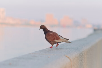 A brown dove sits on a granite railing on the river bank. Sunrise on a warm summer morning. Close-up. Selective focus. The bird is walking. Strong blur.