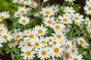 German chamomile white daisy flowers with yellow center blooming in a botanical garden or park on a sunny day during springtime. Scenic landscape of pure natural environment. Marguerite plant species