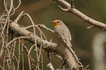 Fototapeta premium European robin (Erithacus rubecula) in the forest.