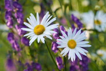 Obraz premium Two white daisiy flowers blooming in a garden. Flowerheads with yellow centers flourishing in a botanical garden or park on a sunny day in spring. Marguerite and other purple plant species in nature