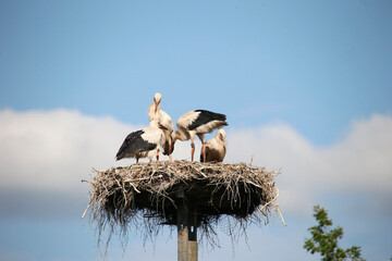 A White Stork at its nest in the village Bergenhusen, Schleswig-Holstein, Germany