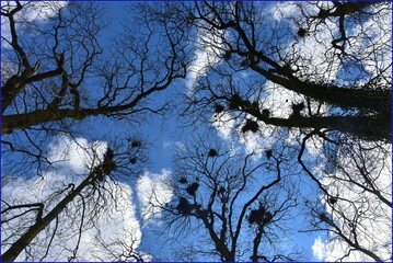 Korony drzew na tle niebieskiego nieba i chmurek - obrazy, fototapety, plakaty