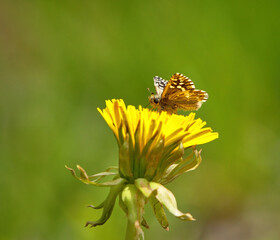 Grizzled skipper (Pyrgus malvae) on a dandelion.