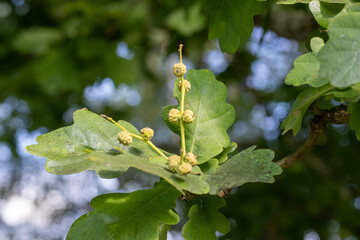 Young acorn buds