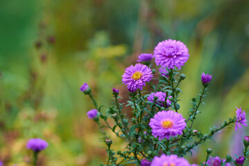 Purple aster flowers growing in a green botanical garden in summer. Flowering plants blooming in its natural environment in spring. Beautiful asteraceae blossoming in a park. Flora in nature
