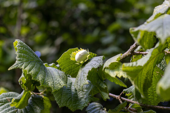 Hazel nut starting to grow