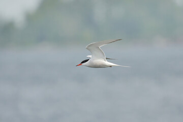 Common tern (Sterna hirundo) flying in the grey sky.
