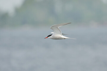 Fototapeta na wymiar Common tern (Sterna hirundo) flying in the grey sky.