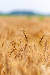 黄金色の麦畑の風景