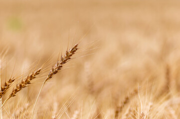 Fototapeta premium 黄金色の麦畑