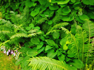 Fern and tropical plants in the garden on a sunny day. Many kinds of green shrubs in the backyard with green foliage natural floral fern and mixed plants. Beautiful small greenish vegetation.