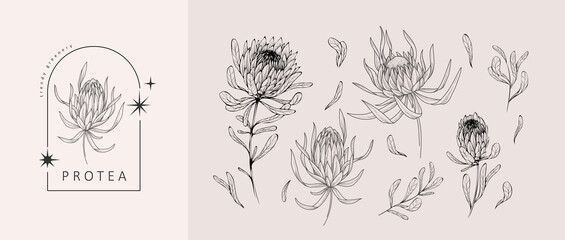 Set of luxury protea flowers and logo. Trendy botanical elements. Hand drawn line leaves branches and blooming. Wedding elegant wildflowers for invitation save the date card. Vector - obrazy, fototapety, plakaty