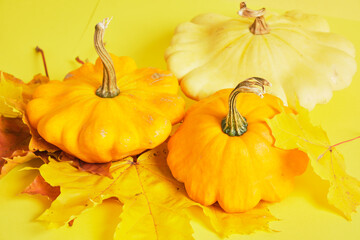 squash and autumn yellow leaves on a yellow background