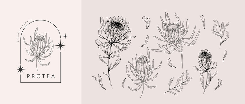 King Protea Isolated On White Background. Hand Drawn Watercolor  Illustration. Stock Photo, Picture and Royalty Free Image. Image 127396123.