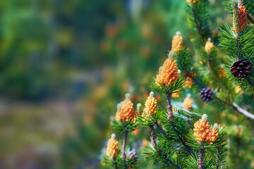 A close-up view of mountain pines in a garden. A picture of a fresh lawn of a lodgepole pine and...