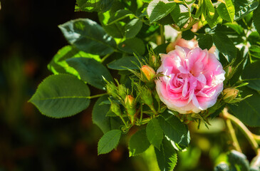A close-up of a beautiful pink rose in the garden. Pink rose flower with green leaves on a blurry dark background. The beautiful blooming of a bright pink rose on a sunny day with buds.