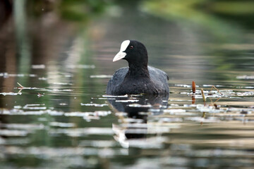Eurasian coot (Fulica atra) in a small pond.