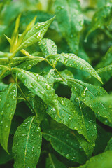 Abstract nature background with green plant leaves and drops of rain