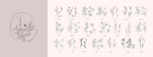 Vector hand drawn herbs and spices set. Vintage trendy botanical elements. Hand drawn line leaves branches and blooming. . Vector trendy - obrazy, fototapety, plakaty