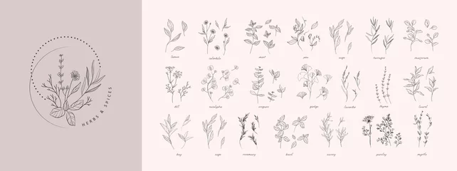 Fotobehang Vector hand drawn herbs and spices set. Vintage trendy botanical elements. Hand drawn line leaves branches and blooming. . Vector trendy © merfin