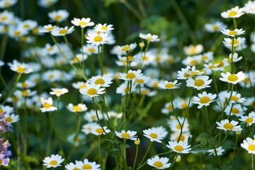 Many daisy flowers growing in a scenic green botanical garden. Bright white marguerite flowering plants on a grassy field in spring. Pretty flowers flourishing in a lush meadow in nature